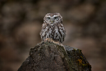 Little Owl, Athene noctua, bird in old roof tile ruin. Urban wildlife with bird with yellow eyes, Romania. Wildlife scene from nature. Animal behavior in urban habitat, hidden owl.