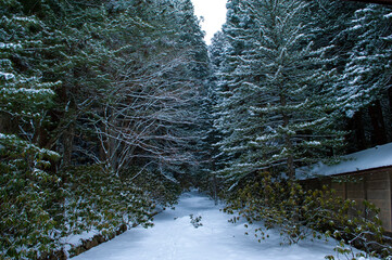 静かな冬の森林の白い道は野獣の足跡が残る厳冬の景色。