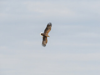 Sea eagle in flight