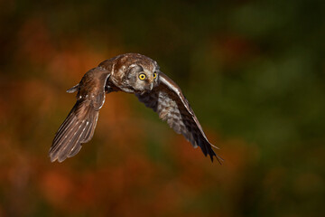 Owl fly in the orange leave autumn forest. Boreal owl, Aegolius funereus, in the orange larch autumn forest in central Europe, detail portrait in the nature habitat, Czech Republic. Beautiful little.