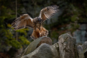 Owl landing. Eurasian Eagle Owl, Bubo Bubo, sitting on the tree trunk, wildlife photo in the forest with orange autumn colours, Germany. Bird in the forest, first snow in wildlife nature.