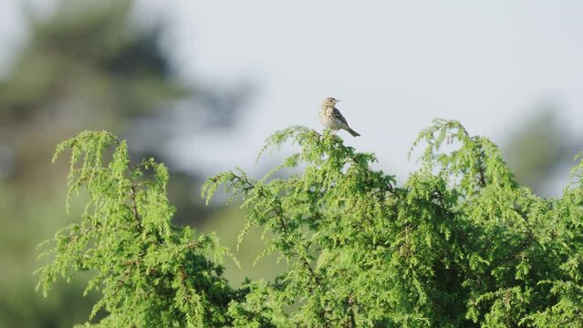 Telephoto shot of Tree pipit bird standing on top of foliage tree, handheld, day