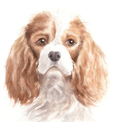 Watercolor drawing on a white background. Cavalier King Charles Spaniel watercolor for postcards and prints.