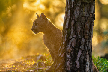 Young american cougar creeps through the woods