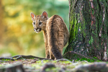 Young american cougar creeps through the woods