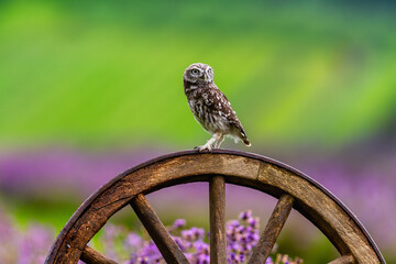 Little owl sitting on a wooden wheel in a lavender field