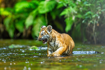 A tiger cub wades through the water in the taiga