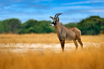 Roan antelope, Hippotragus equinus, in the grass, mountain in the background, Savuti, Chobe NP in Botswana, Africa. Animal, savannah antelope in the nature habitat. Nature wildlife.