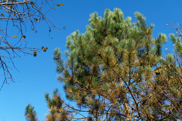 Pine with yellowed needles from the disease. Diseased needles Austrian pine (Pinus ‘Nigra’) or black pine. Dry needle, rust on needles, but possibly effect of parasites or Неrpotrichia disease.
