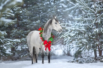 White horse in forest with christmas wreath