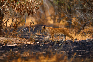 Fire in Africa. African lion, male. Botswana wildlife. Lion, fire burned destroyed savannah. Animal in fire burnt place, lion lying in the black ash and cinders, Savuti, Chobe NP in Botswana.