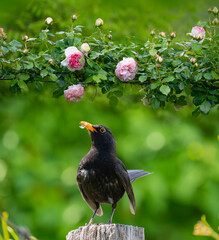 The common blackbird (Turdus merula) in the garden