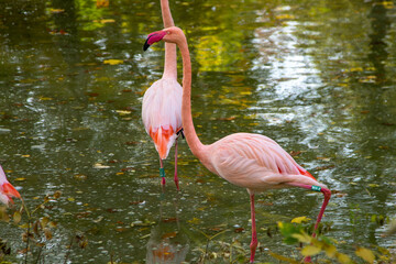 Pink flamingo bird animal. Greater flamingos Phoenicopterus roseus , landing, group. Flock of birds. The nature outdoors. Wildlife animal scene. Grazing in green undergrowth. Stand in shallow water