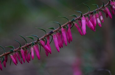 Purple bell shaped flower