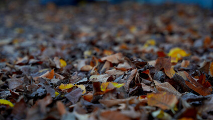 Dried dead autumn leaves