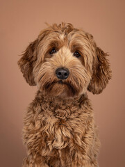 Portrait head shot of brown Cobberdog aka labradoodle dog. Looking friendly towards camera. Isolated on a brown background.