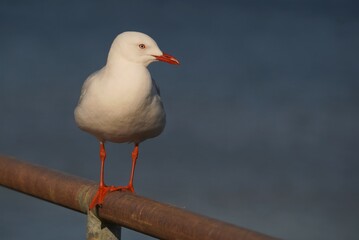 Obraz premium Seagull looking at right side