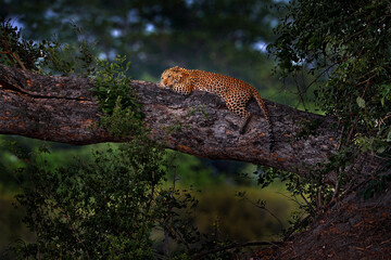 Leopard, Panthera pardus shortidgei, nature habitat, big wild cat in the nature habitat, sunny day on the savannah, Okavango delta Botswana. Wildlife nature. Africa wildlife. - obrazy, fototapety, plakaty