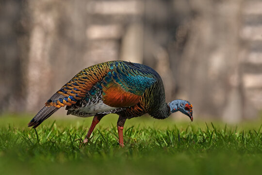 Gutemala nature. Ocellated turkey, Meleagris ocellata, rare bizar bird, Tikal National Park, Gutemala. Wildlife scene from nature. Bird with red wart in nature habitat. Turkey in the habitat.