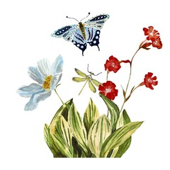 Grass daisy butterfly blue dragonfly a watercolor