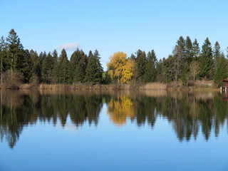 Fototapeta na wymiar Bäume spiegeln sich im Wasser