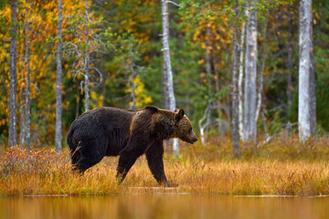 Obraz na płótnie Canvas Bear hidden in orange red forest. Autumn trees with bear. Beautiful brown bear walking around lake with fall colours. Dangerous animal in the wood. Wildlife nature from Finland.