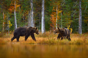 Bear hidden in orange red forest. Autumn trees with bear. Beautiful brown bear walking around lake...
