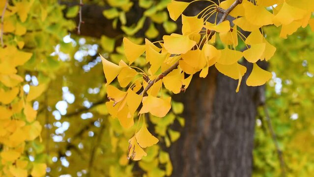 The beautiful yellow fan-shaped leaves of a ginkgo biloba tree in autumn, sway in the light breeze.