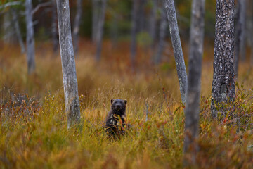Wolverine running  in autumn golden grass. Animal behaviour in the habitat, Finland. Wolverine in...