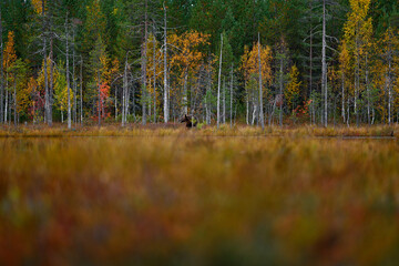 Bear hidden in yellow forest. Autumn trees with bear, face portrait. Beautiful brown bear walking around lake, fall colours, Romania wildlife.