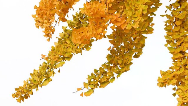 The beautiful yellow fan-shaped leaves of a ginkgo biloba tree in autumn, sway in the light breeze against white sky.