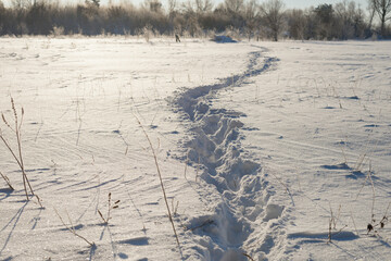  Footpath in a snowy meadow, on a cold winter day