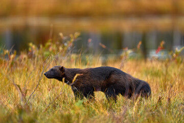 Wolverine sunset. Wolverine running  in autumn golden grass. Animal behaviour in the habitat,...