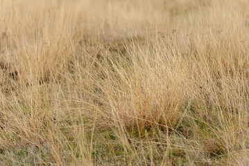 Dry grass field. Grassland on meadow in late autumn. Feed for farm animals. Dry steppe uncut grass...
