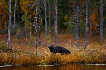 Wolverine running  in autumn golden grass. Animal behaviour in the habitat, Finland. Wolverine in...