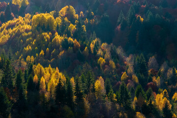 Fototapeta na wymiar Colorful and bright autumn forest, mountains panorama. View of colorful trees in the forest. Fall natural background. Sunny beams over majestic yellow trees