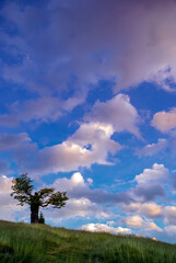 Obraz premium Lonely old tree on hill slope against dark blue sky and colorful clouds at sunset. Beautiful evening mountain landscape. Summer landscape with a lone tree
