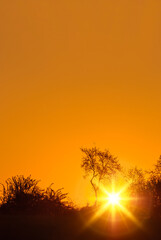 Dark trees silhouettes against orange sky lit by beautiful summer sunset. Gorgeous panorama scenic of the strong colorful sunrise. Abstract natural background or wallpaper
