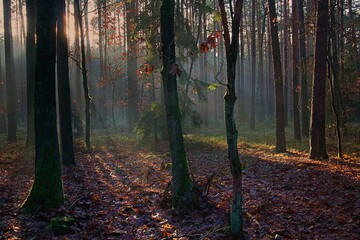 Jesienny las rozświetlony słońcem © Karmol