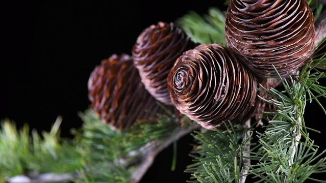 Cedar tree, Deodar branch with cones isolated on black background. Beautiful border art design. Close up Evergreen Christmas tree. Slow motion