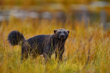 Wolverine running  in autumn golden grass. Animal behaviour in the habitat, Finland. Wolverine in...