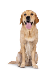 Young adult Golden Retriever pup dog, sitting up facing front with long tongue out. Looking towards camera. Isolated on a white background.