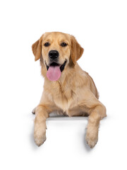Young adult Golden Retriever pup dog, laying down facing front with long tongue out on edge. Looking towards camera. Isolated on a white background.