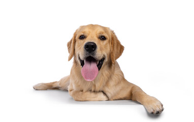 Young adult Golden Retriever pup dog, laying down facing front with long tongue out. Looking towards camera. Isolated on a white background.