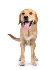 Young adult Golden Retriever pup dog, standing up facing front with long tongue out. Looking towards camera. Isolated on a white background.