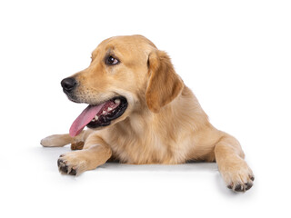 Young adult Golden Retriever pup dog, laying down facing front with long tongue out. Looking side ways away from camera. Isolated on a white background.
