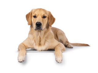 Young adult Golden Retriever pup dog, laying down facing front on edge. Looking towards camera. Isolated on a white background.