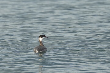 horned grebe in a sea