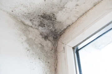 Black mould and fungus on wall near window, it spoils look of house and is very harmful parasite for human health. The problem of ventilation, dampness - obrazy, fototapety, plakaty
