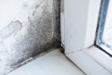 White wall with black mold. Dangerous fungus that needs to be destroyed. Black mold buildup. The...
